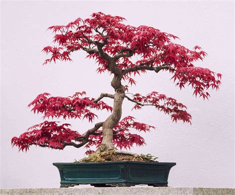 Bonsai tree for sale near me - Top 10 Best bonsai Near Atlanta, Georgia. 1. Bonsai by the Monastery Greenhouse. “The trees that are for sale are of a high quality and have been given knowledgeable pre-bonsai...” more. 2. GardenHood. “Great selection of shrubs, trees, perennials, annuals, succulents, bonsai and veggies (including...” more. 3. 
